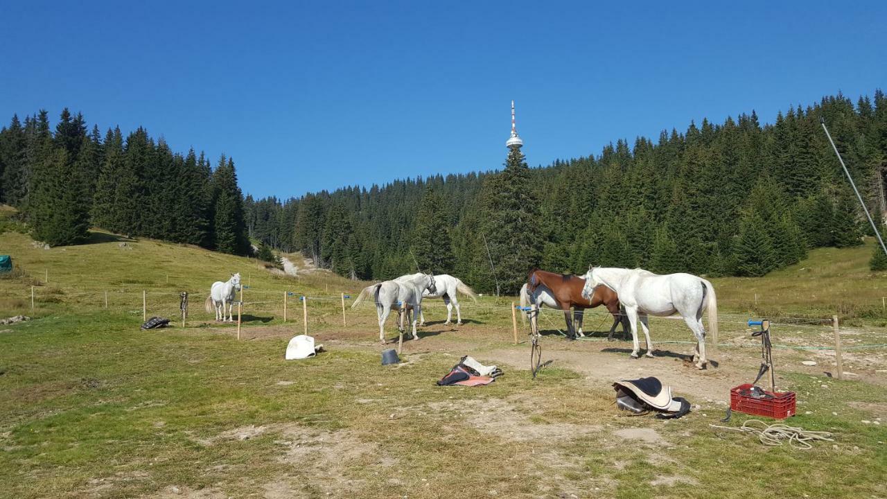 Papa Moose Pamporovo Apartment ภายนอก รูปภาพ